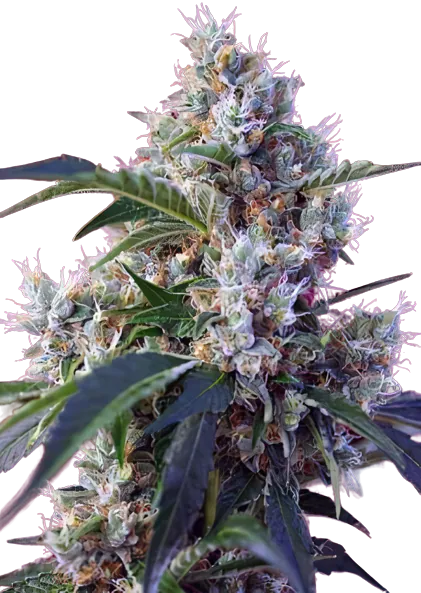 Fruitylicious Feminized