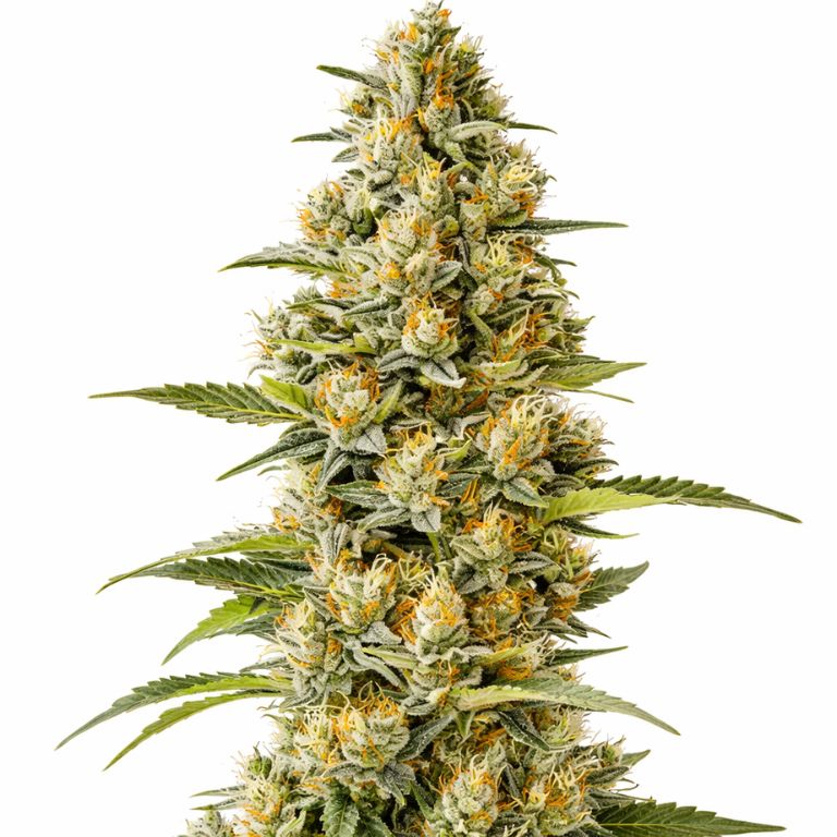 G13 Feminized
