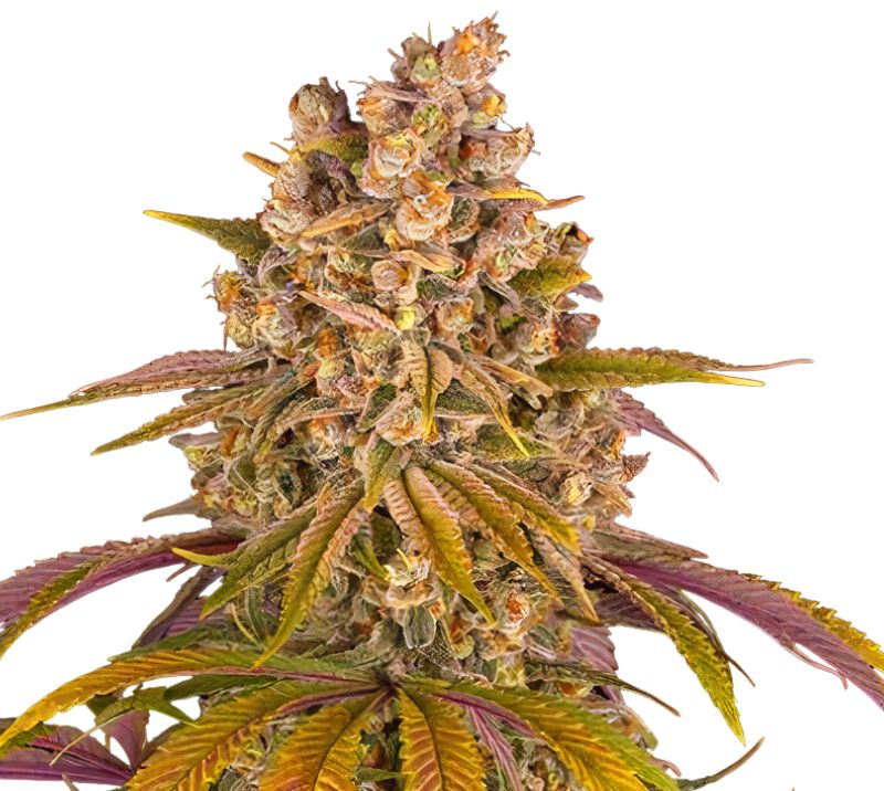 Gelato Cake Feminized