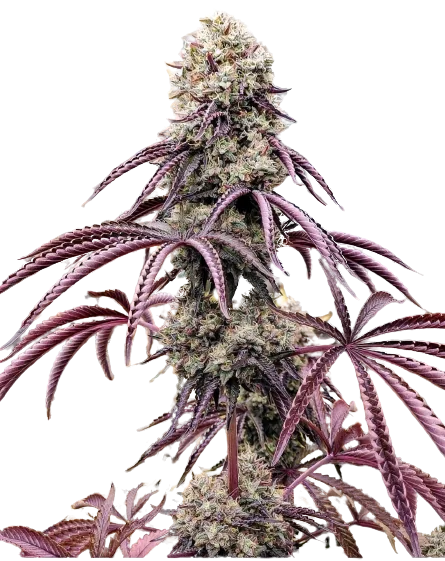 Georgia Pie Feminized