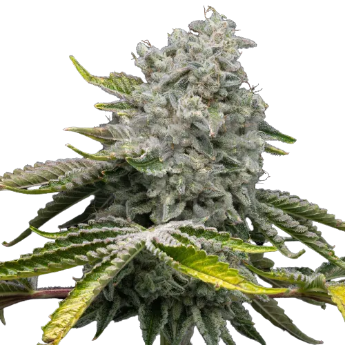 Glass Apple Feminized