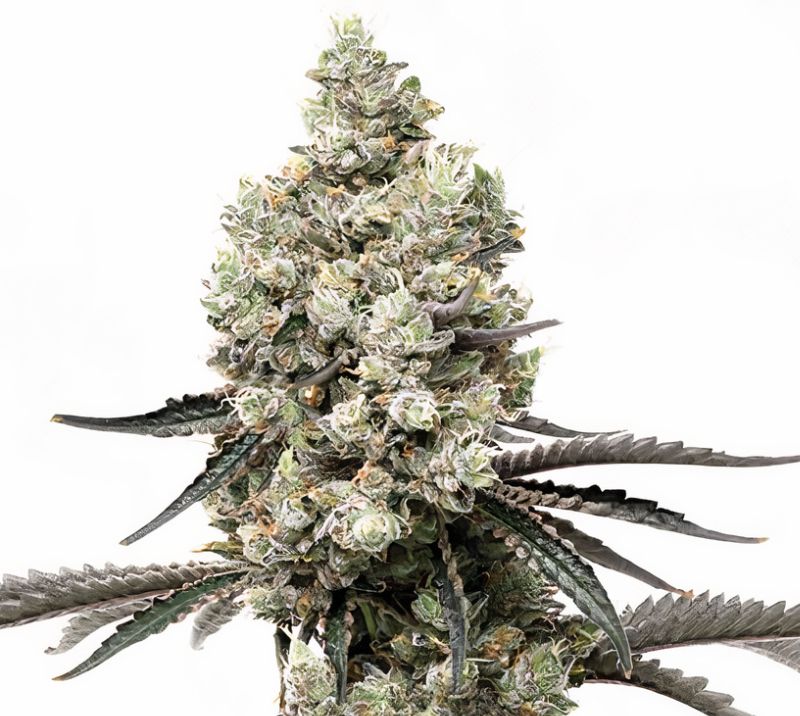 Godfather Purple Kush Feminized