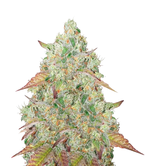 Grandmommy Purple Feminized