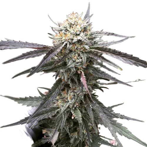 Grandpa Larry OG Feminized