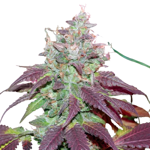 Grape Cookies Feminized