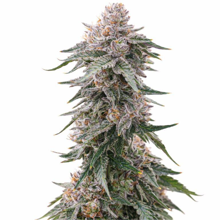 Grape Gas Feminized