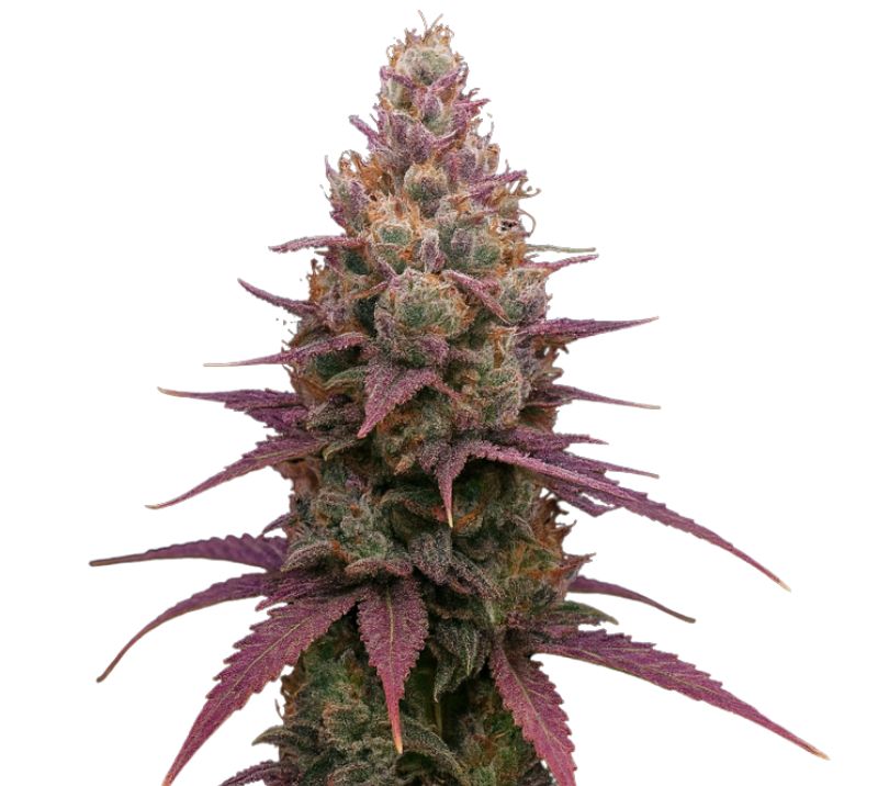 Grape God Feminized