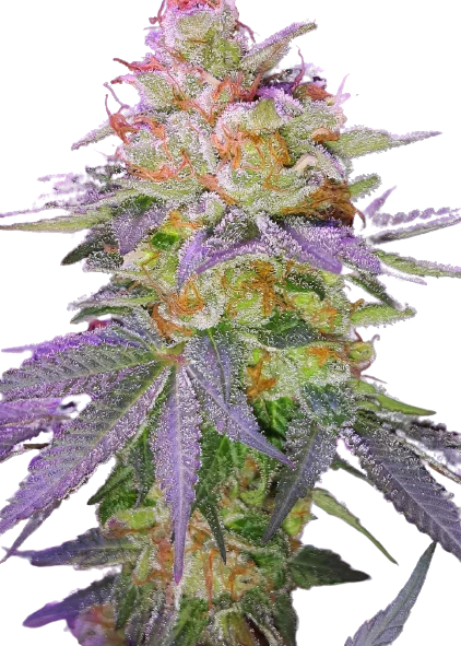 Grape Inferno Feminized