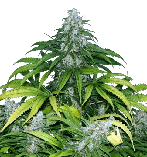 Grape Krush Feminized