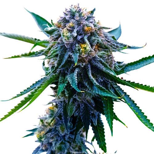 Grape Skunk Feminized