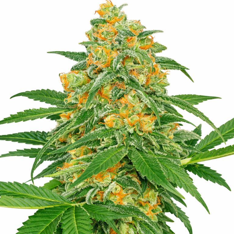 Green Crack Feminized