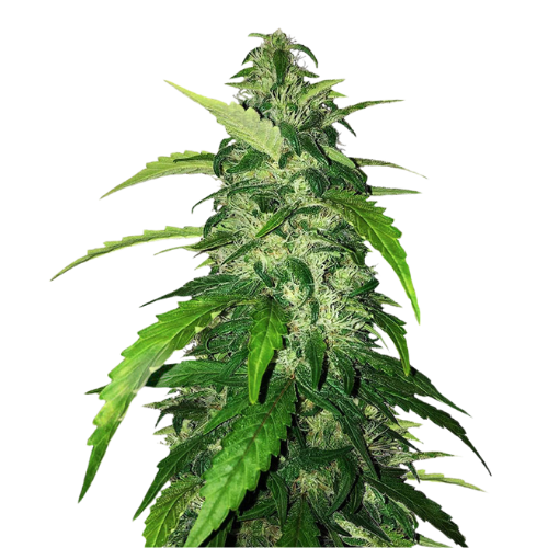 Holy Grail Kush Feminized