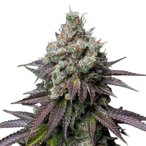 Incredible Bulk Feminized