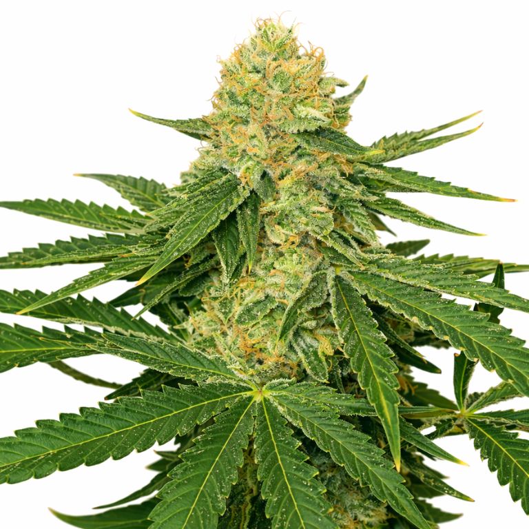 Jack Herer Feminized