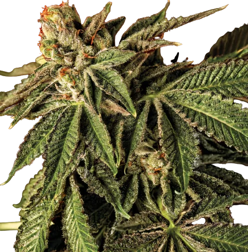 Liquid Butter Feminized