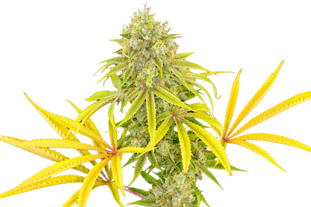 Longbottom Leaf Feminized