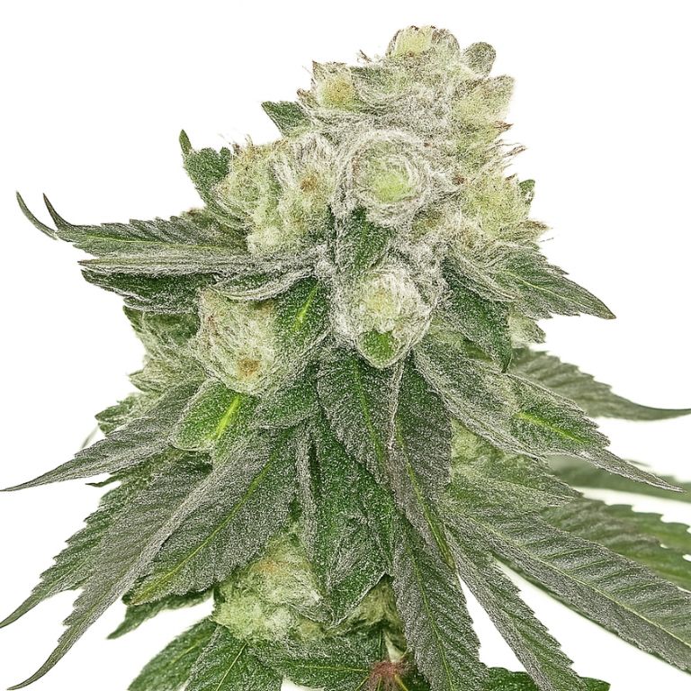 Lucky Dog Feminized