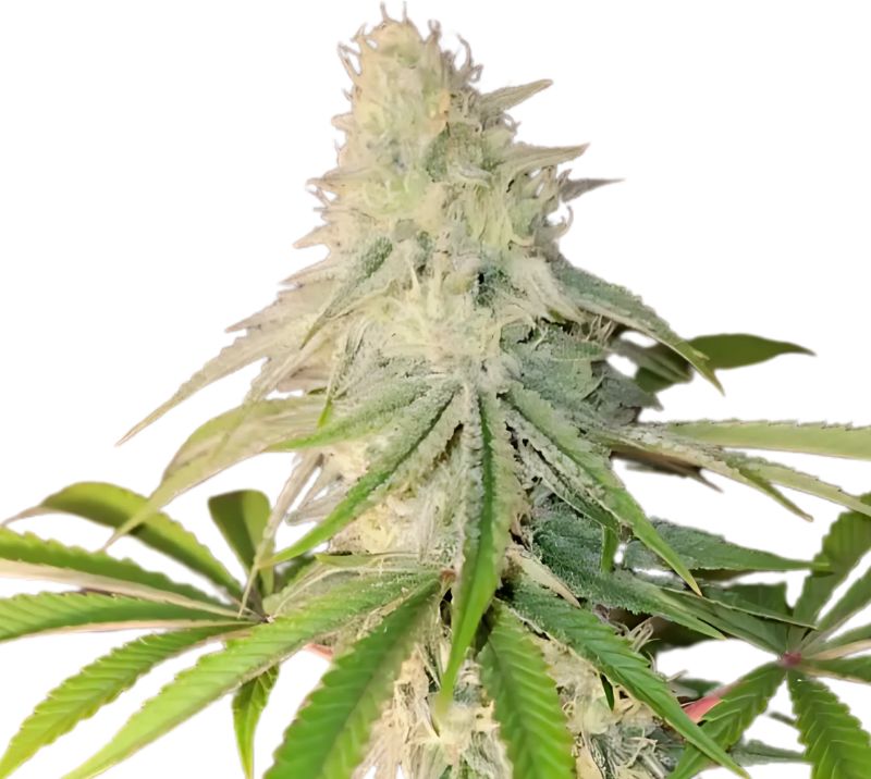 Maple Leaf Feminized