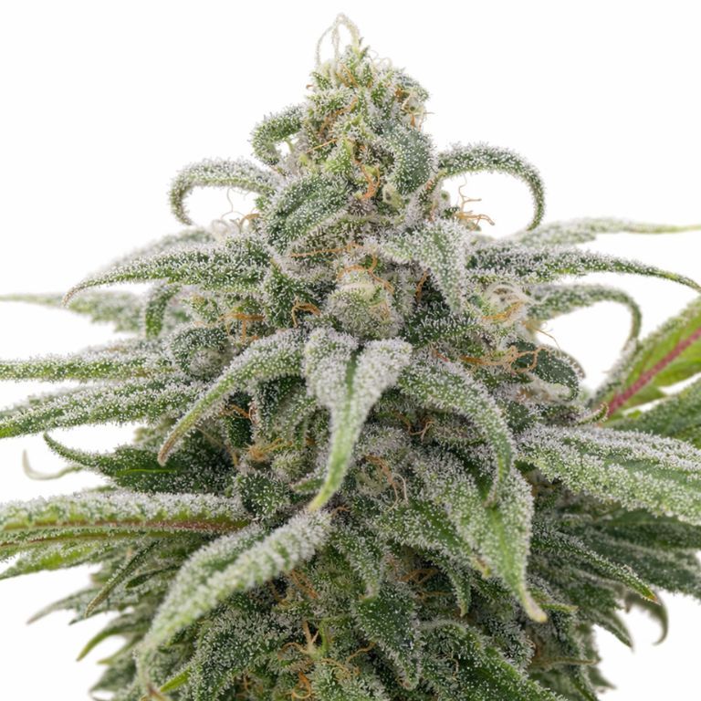 Maui Wowie Feminized