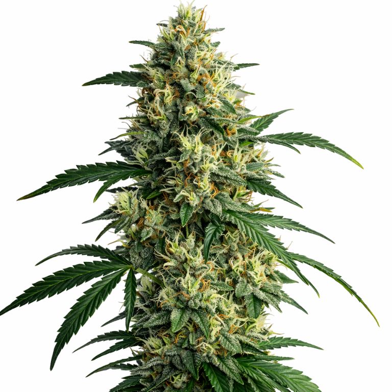 Northern Lights Feminized