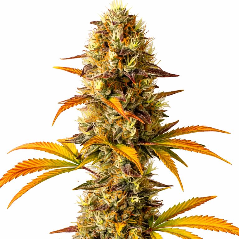 Orange Cookies Feminized