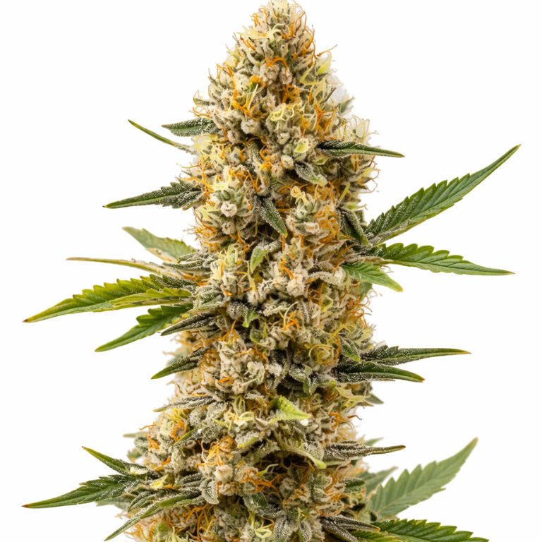 Orange Cream Feminized