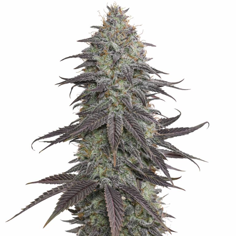 Original Glue Feminized