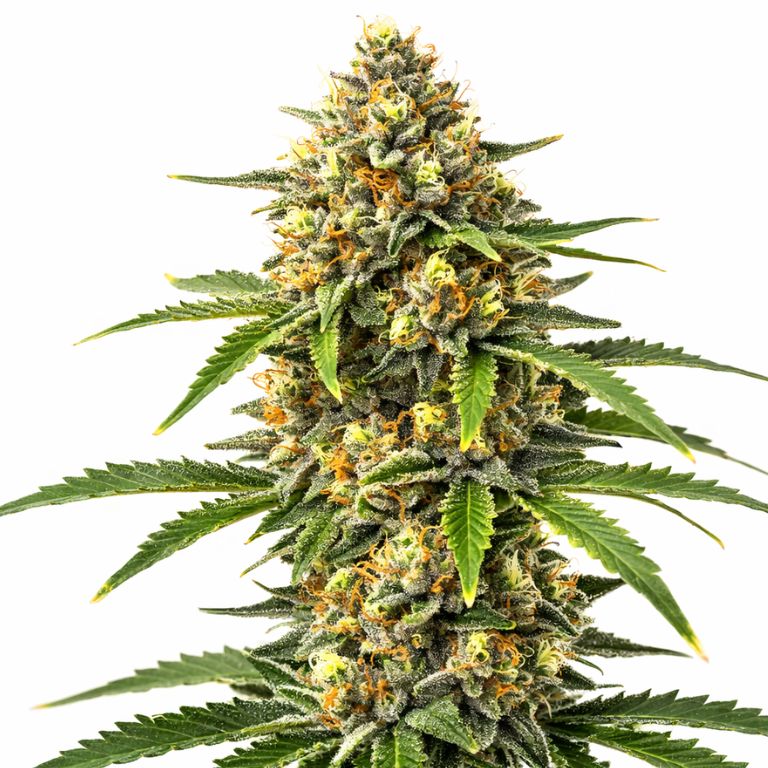 Pineapple Feminized