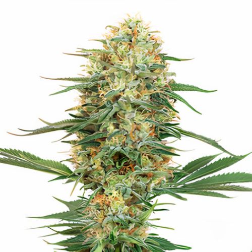 Pink Bubba Feminized