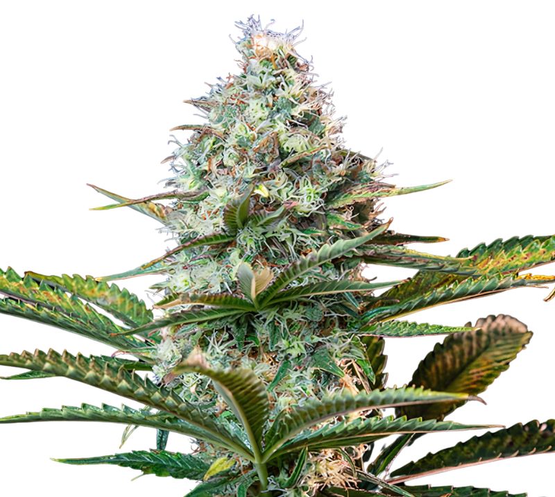 Platinum OG Feminized