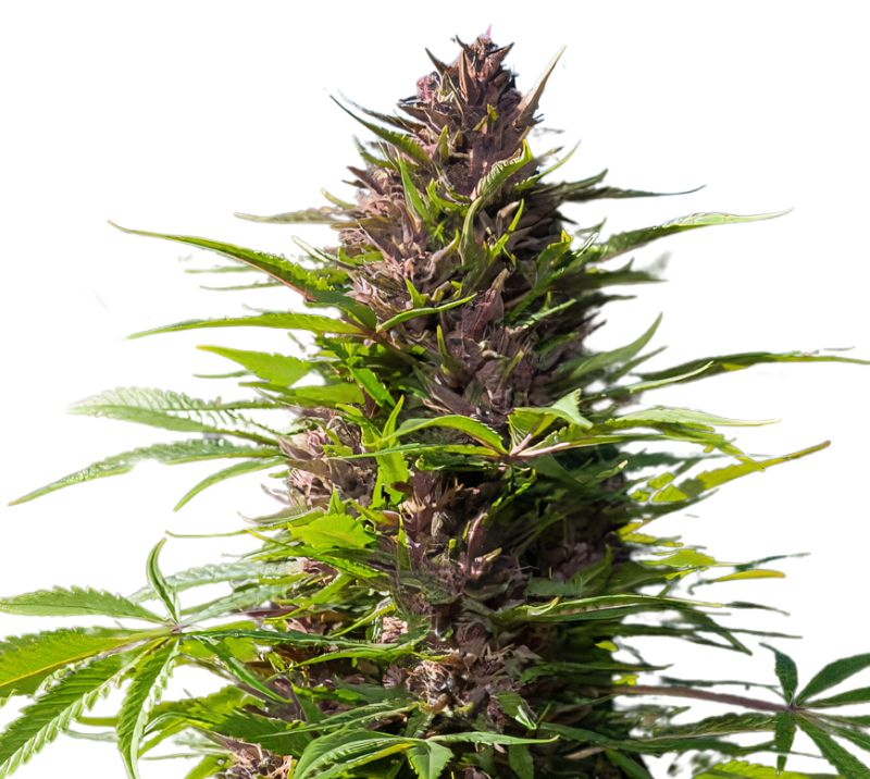 Purple Dragon Feminized