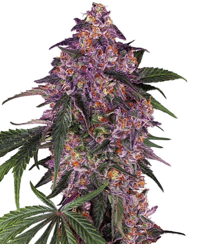 Purple Hindu Kush Feminized